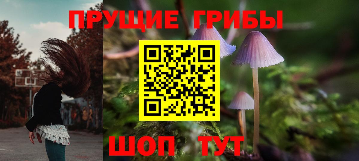 Галлюциногенные грибы Psilocybe Киселёвск